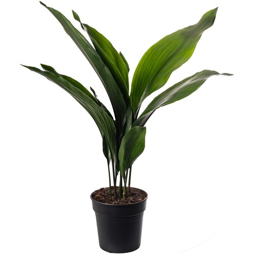 Cast Iron Plant Aspidistra Elatior Indoor House Plants Evergreen Tall Exotic - Picture 16 of 22