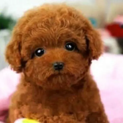 Realistisches Teddy Hund Simulationsspielzeug Hund Welpe lebensechtes Kuscheltier - Bild 2 von 5