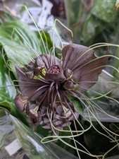 Fledermausblume Tacca Chantrieri Größe S