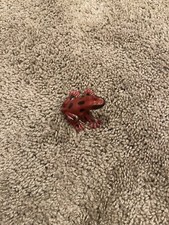 RED TREE FROG Animal Figure