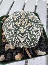 Astrophytum asterias Super Kabuto V Type Beautiful Pattern! 3 1/4 “ Pot