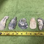 Lot of  44 Atlantic Oyster Shells 3.5 To 5 Inches Long Craft Art Collect ￼ — photo 7