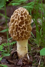 Morel Mushroom Sawdust Grow Kit - 40 Grams Pack of 1 - Easy to Cultivate Prize