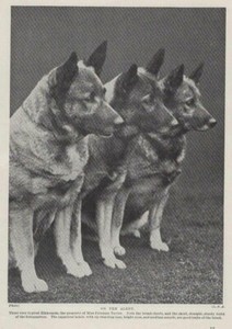 Norwegian Elkhound "Alert" - 1934 Vintage Dog Art "Photo" Print - CUSTOM MATTED