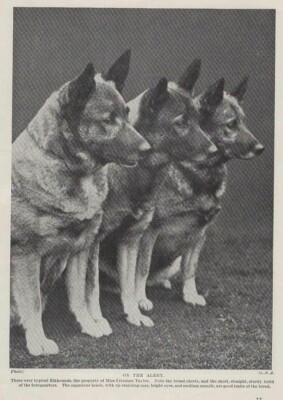 Norwegian Elkhound ''Alert'' - 1934 Vintage Dog Art ''Photo'' Print - CUSTOM MATTED