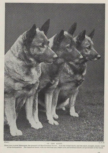 Norwegian Elkhound "Alert" - 1934 Vintage Dog Art "Photo" Print - CUSTOM MATTED
