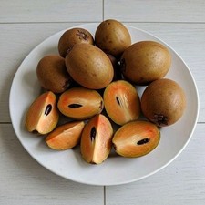 Semillas de Morena Sapodilla - 35 piezas | Manilkara zapota | para plantar