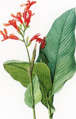Giant Canna --POSTCARD