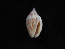 Muschel Enaeta Barnesi 24,6mm ID#6982