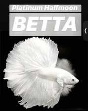 DA Live Betta Fish High Quality Halfmoon HM Platinum White Dumbo - USA SELLERS