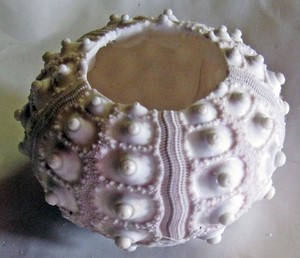 Sputnik Thai Sea Urchin Phyllacanthus Parvispinus 2-1/2 inches wide