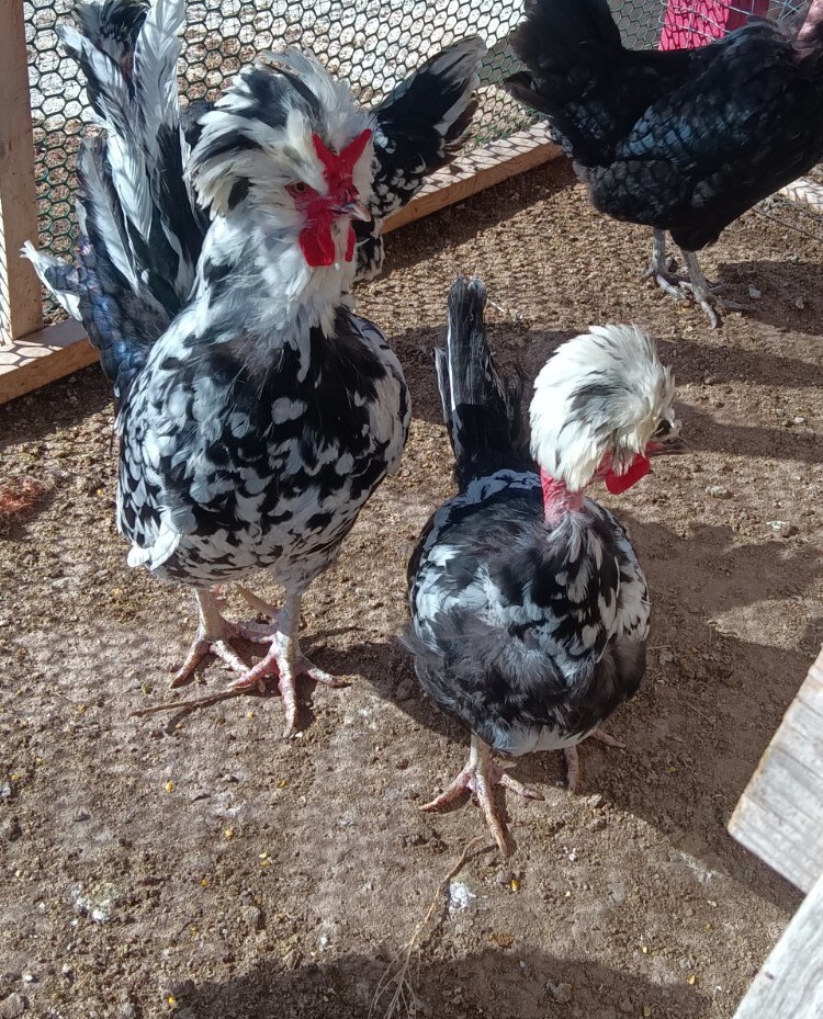 6 Houdan x Naked Neck Turken Chicken Fertile Hatching Eggs eBay