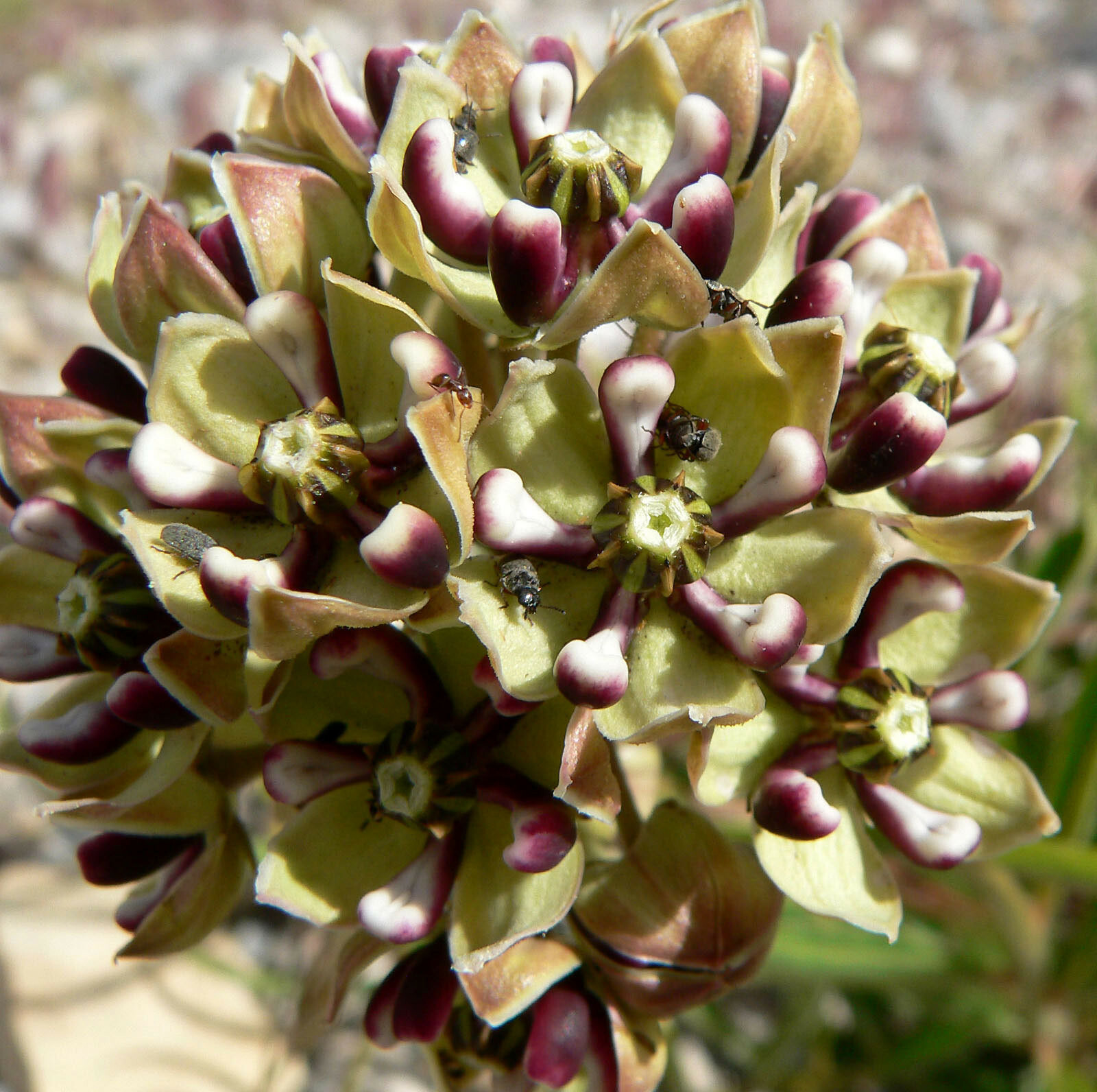 Asclepias asperula | Spider Milkweed | Antelope Horns | 20_Seeds