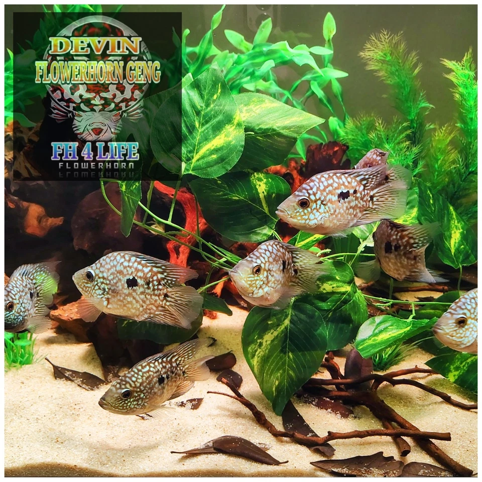 1x Colored Up Male SRT SB x Crystal Parrot Cichlid 3"(FUTURE FATHER)  - Image 4 of 4