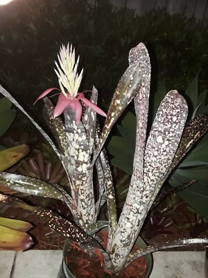 Billbergia NOVENA Bromeliad one tropical plant *TALL* | eBay