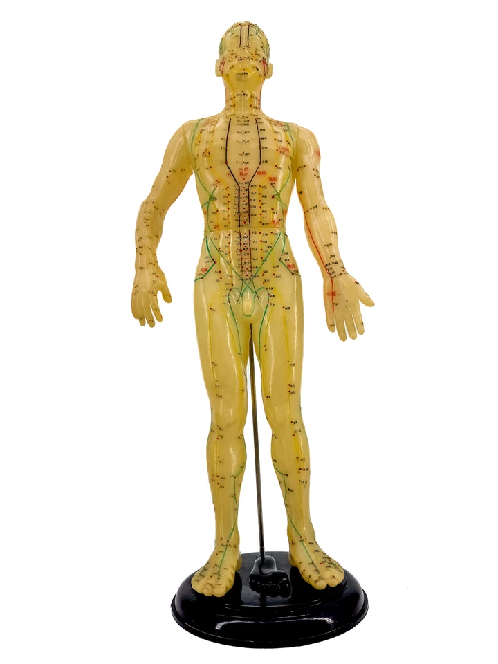 Vtg 17” Acupuncture Model Anatomical Mannequin Midcentury Medical Oddity on Base Foto 2 de 4