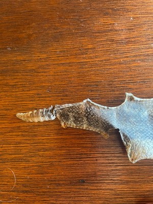 Rattlesnake Skin w/Rattles 31  Snake Skin