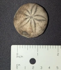 Beautiful Fossil Sea Biscuit Echinoid Cretaceous Holden Beach NC
