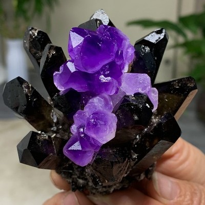 305G New Find black+purple Phantom Quartz Crystal Cluster Mineral Specimen