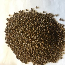 Jue Ming Zi Cassia Seeds 30g Sample UK Seller