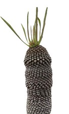 Euphorbia bupleurifolia SEEDS -  - Euforbia ananas | Semi Rari