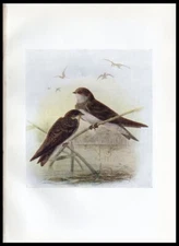 1917 H. Dresser Birds of Britain Original Antique Bird Print Sand Martin