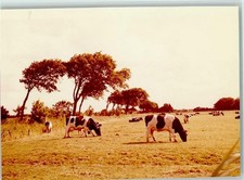 40045625 - Norden Ostfrieslandkuehe Kuh