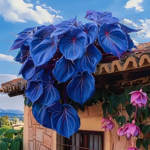 100Pcs Colorful Leaf Morning Glory Seeds Color Perennial Garden Open Air Bonsai - Picture 13 of 15