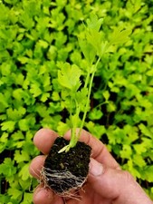 Celery Plug Plants "Grow Your Own" Veg Ready to Plant