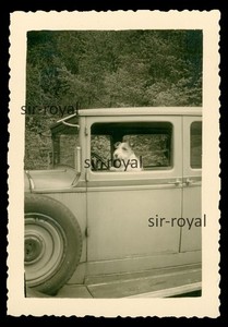 Foxterrier Hund am Lenkrad auf Fahrersitz im Auto - 1930er KFZ - Foto 6x9cm