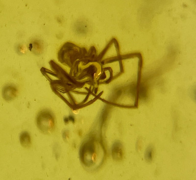 A101 BU3563 Spider in nice authentic Burmese Amber Burmite 99 mya