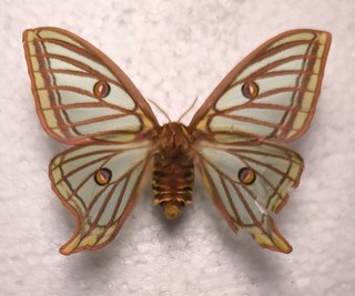 Graellsia isabellae female beschädigt zum Basteln Schmetterlinge Entomologie