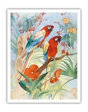 The Quaint Macaw - Red and Blue - by Edward Julius Detmold 1930