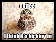 COFFEE I think it's kicking in Owl wide eyes bird java hot drink morning  MAGNET