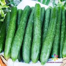 25+ Zipangu Cucumber Seeds for Garden Planting - USA - FREE SHIPPING!