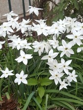 50 Graines d'Ail des Incas Méthode BIO aromatique médicinale vivace légume