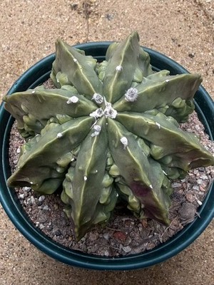 Astrophytum myriostygma cv.  Fukuryu Garden Décor Boutique seedgrowth WYSIWYG 1#
