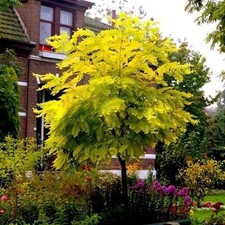 Gold-Robinie FRISIA  150 cm im Container