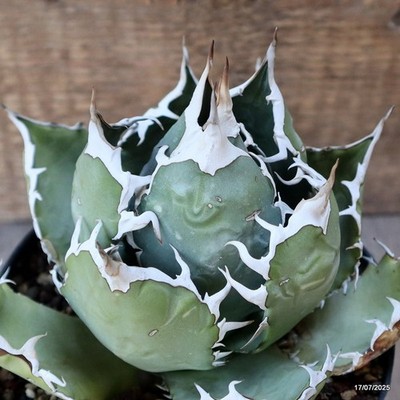 D5354 AGAVE TITANOTA COMPACT pot14-H11-W15 cm MaMa Cactus | eBay