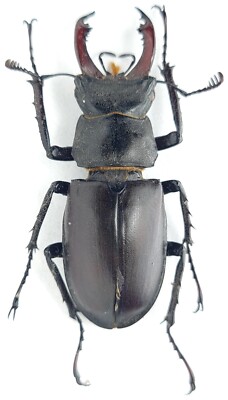 Lucanidae Lucanus cervus turcicus Greece MALE freak, TERATOLOGY 41mm