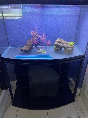 bow front aquariums