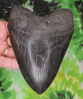 Megalodon Sharks Tooth 5 7/16" inch NICE NO RESTORATIONS fossil sharks teeth