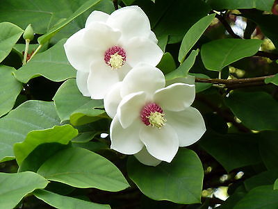 Magnolia sieboldii UNIQUE TREE Seeds! 
