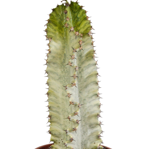 Euphorbia marmorata 17 cm - Bild 3 von 4