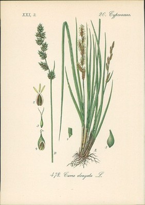Chromolithographie : Walzen-Segge. Langährige Segge. Carex elongata L. Cyperacea