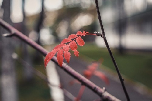Helios 44-2 58mm f/2 portrait lens M42 King of Bokeh Includes Canon EF Adaptor - Picture 10 of 12