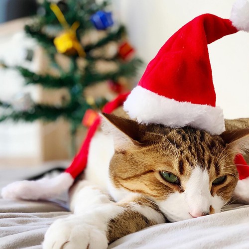 Sombreros de Navidad para Mascotas Perros Gato Navidad Rojo Fiesta Disfraz Santa Sombrero Fiesta Gorra - Imagen 6 de 12