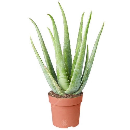 1 x Aloe Vera 25-35cm Potted Medicinal Indoor Plant Gift for Sale - Picture 2 of 5