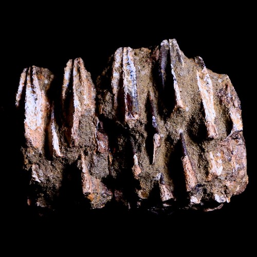 2,5 Zoll Edmontosaurus fossiler Kiefer Kiefer Zähne Akku Kreide Dinosaurier WY COA - Bild 3 von 18