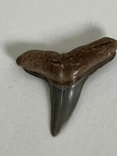 1 inch fossilized upper Lemon shark tooth from Venice Florida 
